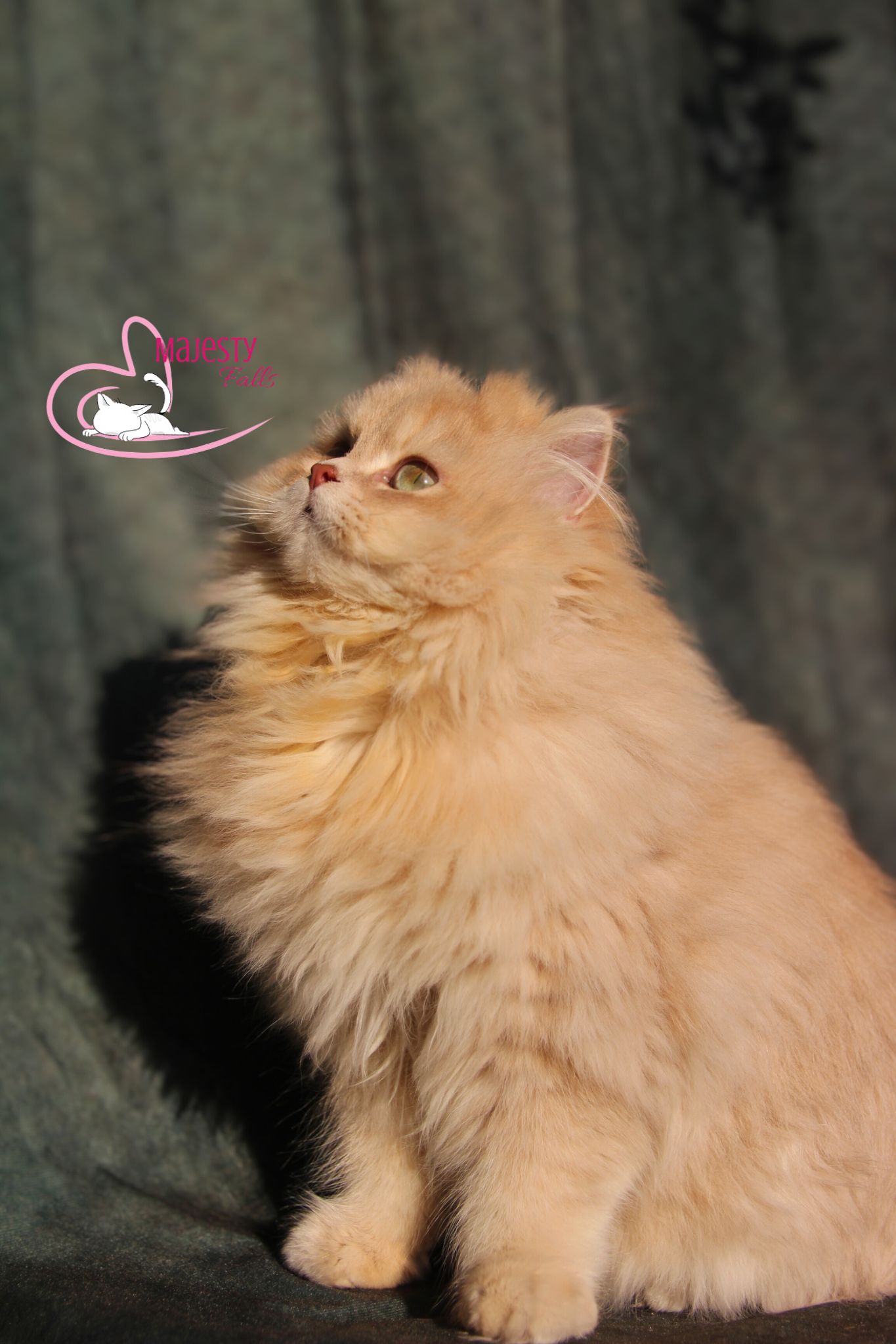 lilac golden shell British Longhair Britisch Langhaar
